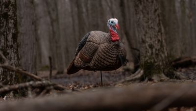 Image showing  Strut Lite Jake Decoy