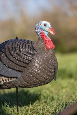 Image showing  Strut Lite Jake Decoy