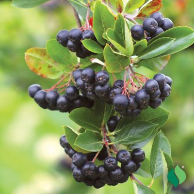 Image showing  Aronia Berry