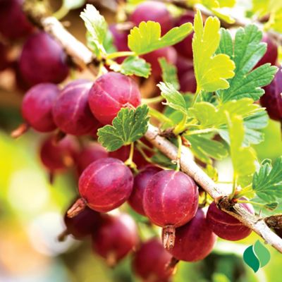 Image showing  Gooseberry Hinnomaki Red