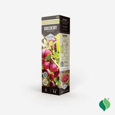 Image showing  Gooseberry Hinnomaki Red