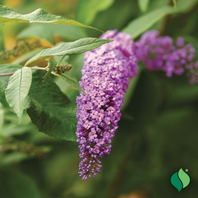Image showing  Blue Buddleia Davidii Nanho Plant