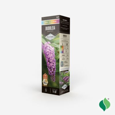 Image showing  Blue Buddleia Davidii Nanho Plant