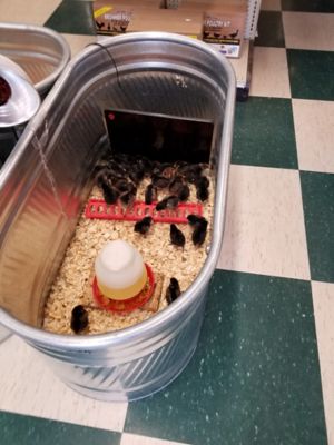 Cozy Products 200 Watt Chicken Coop Flat Panel Heater at Tractor Supply Co.