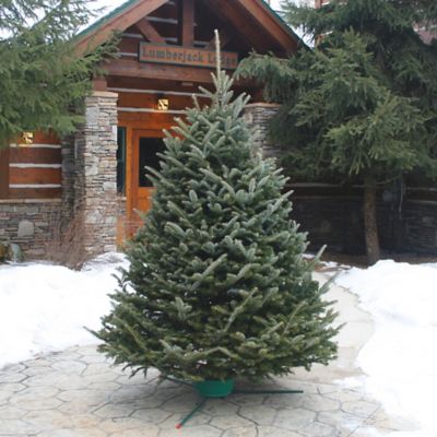 Dutchman Tree Farms Christmas Fir Number 1 6 to 8 ft.