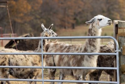 Image showing  16 ft. Square Corner Utility Gate, Gray