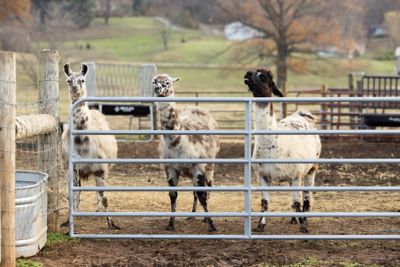 Image showing  16 ft. Square Corner Utility Gate, Gray