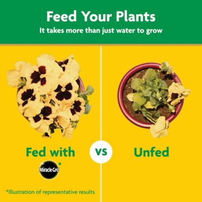 Image showing 8 th Miracle-Gro 10 lb. Water Soluble All-Purpose Plant Food