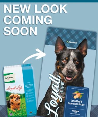 Image showing  Adult Lamb and Brown Rice Recipe Dry Dog Food, 40 lb. Bag