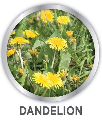 Image showing  24 oz. All-in-One Ready-to-Use Lawn Weed Killer