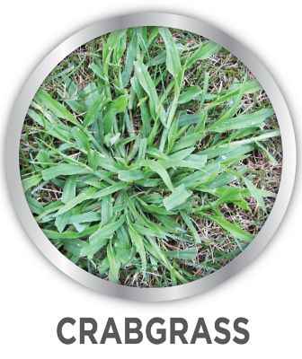 Image showing  24 oz. All-in-One Ready-to-Use Lawn Weed Killer