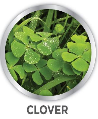 Image showing  24 oz. All-in-One Ready-to-Use Lawn Weed Killer