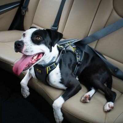 Image showing  Impact Dog Car Seat Harness, Crash Tested, Extra Large, Up to 108 lb., Black/Charcoal
