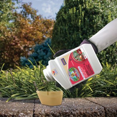 Image showing  16 oz. Captain Jack's Deadbug Brew, Concentrate Outdoor Insecticide and Mite Killer for Organic Gardening