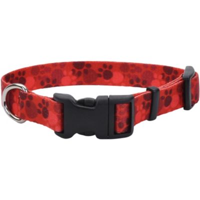 Retriever Fashion Dog Collar