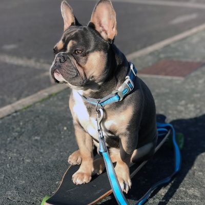 Image showing  Reflective Adjustable Padded Dog Collar