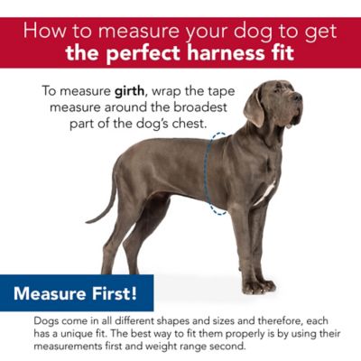 Image showing  Adjustable Step-In Dog Harness