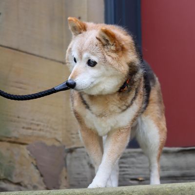 Image showing  Rope Snap Dog Leash, 6 ft.
