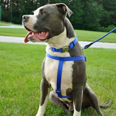 Image showing  Adjustable Step-In Dog Harness