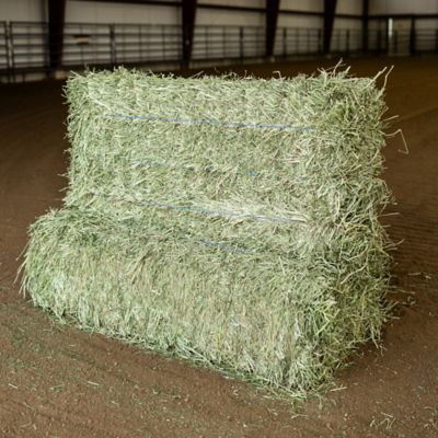 3-String Orchard Grass No. 1 Bale