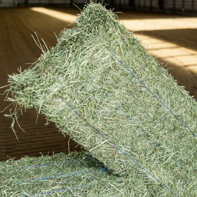 Image showing 3-String Orchard Grass No. 1 Bale