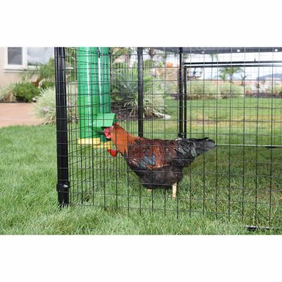 Image showing  2 gal. High End Hen Poultry Waterer