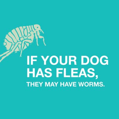 Image showing  Anthelmintic Chewable Tablets for Dogs