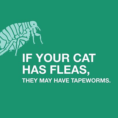 Image showing  Tapeworm Dewormer Tablets for Cats, 3 ct.