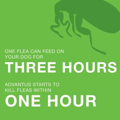 Image showing 5 th Advantus Soft Chewable Flea Control Supplements for Small Dogs, 7.5 mg, 7-Pack