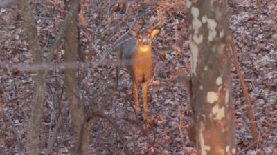 Image showing  D/CODE Scent Elimination Body Wash and Shampoo