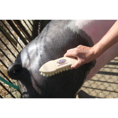 Image showing  Tampico Pig Brush