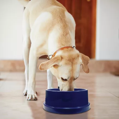 K&H Pet Products Coolin' Bowl 12-Cup Plastic Pet Water Bowl Insulated Cold Water Dish Blue Single Dog Bowls