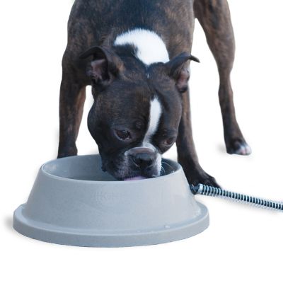 Heated water dish for dogs hotsell