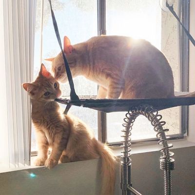 Image showing  Kitty Sill EZ Window-Mount Cat Window Perch