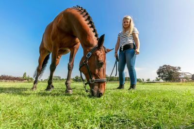 Image showing  25 lb. 1 Acre Equinemaster Pasture Grass Seed Mix, North