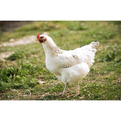 Hoover's Hatchery Live Amberlink Chickens, 10 ct. Baby Chicks