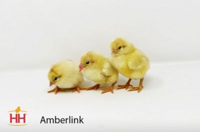 Image showing  Live Amberlink Chickens, 10 ct. Baby Chicks