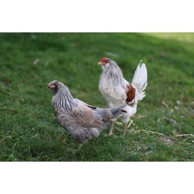 Hoover's Hatchery Live Buff Brahma Chickens, 10 ct. at Tractor