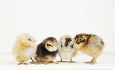 Image showing  Live Americana Chickens, 10 ct. Baby Chicks