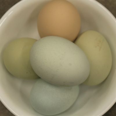 Image showing  Live Americana Chickens, 10 ct. Baby Chicks
