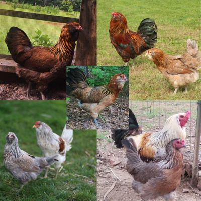 Image showing  Live Americana Chickens, 10 ct. Baby Chicks