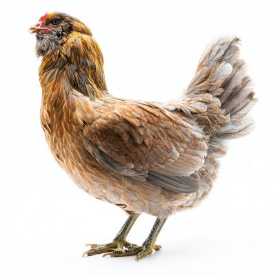 Image showing  Live Americana Baby Chicks, 10 ct.