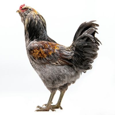 Image showing  Live Americana Baby Chicks, 10 ct.