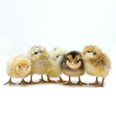 Image showing  Live Americana Baby Chicks, 10 ct.