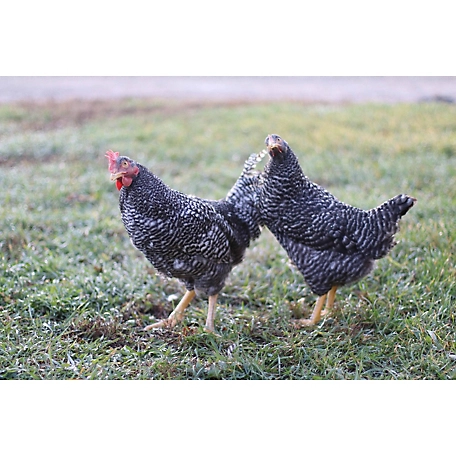 Hoover's Hatchery Live Barred Rock Chickens, 10 ct. Baby Chicks