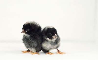 Image showing  Live Barred Rock Chickens, 10 ct.