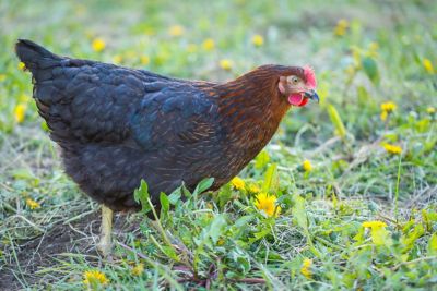 Hoover's Hatchery Live Black Sex Link Chickens, 10 ct. Baby Chicks