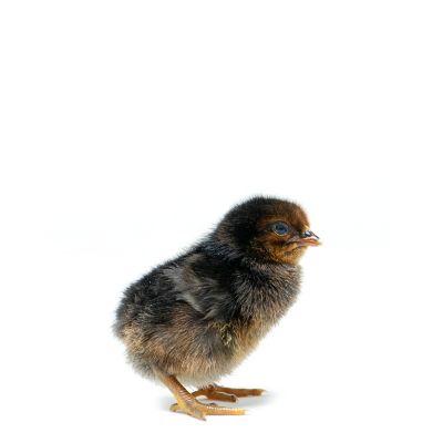Image showing  Live Black Sex-Link Baby Chicks, 10 ct.