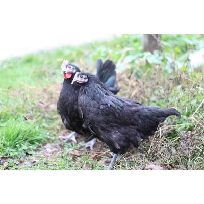 hoover's hatchery live black australorp chickens, 10 ct.