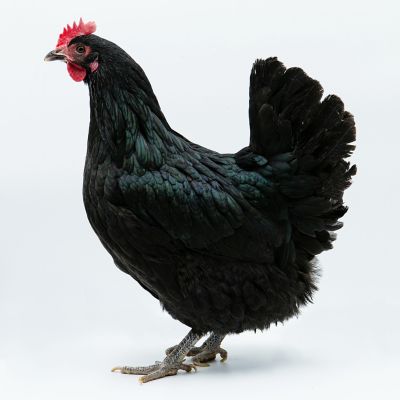 Hoover's Hatchery Live Black Australorp Baby Chicks, 10 ct.